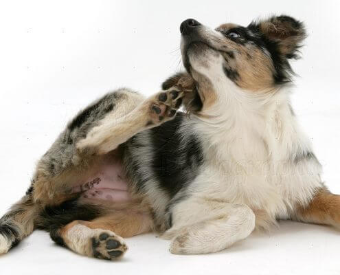 diabetes fleas scratching