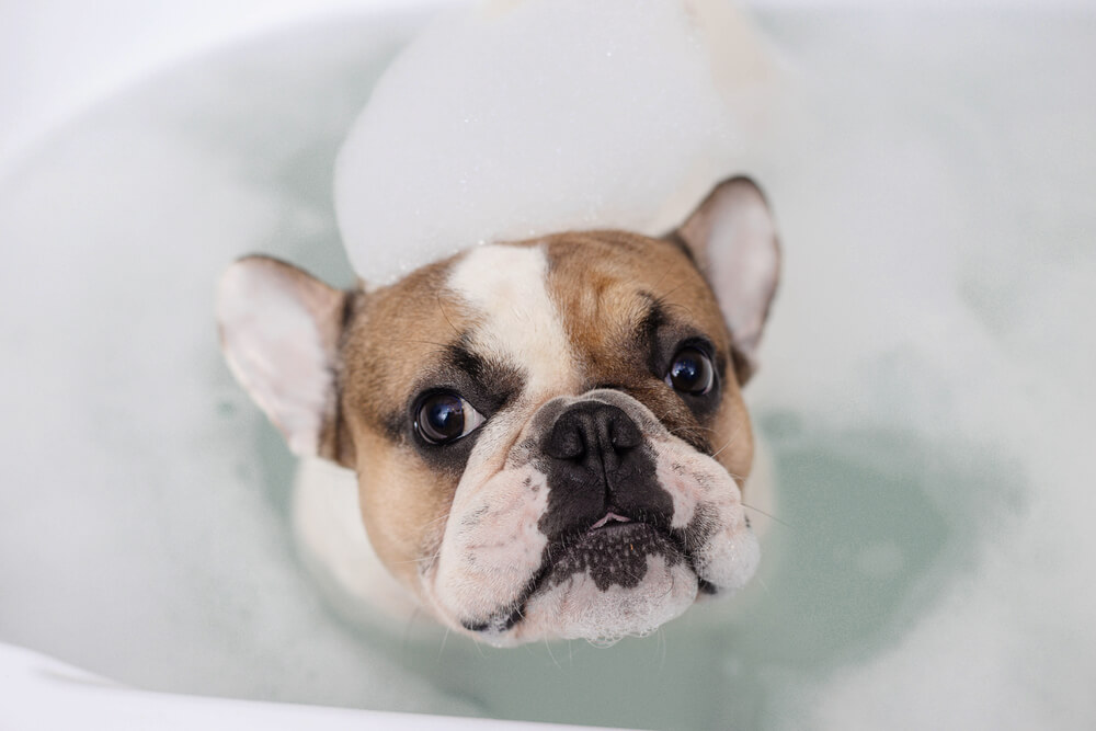 puppy bath time your bath time edition dgp for pets puppy bath time your bath time edition dgp for pets