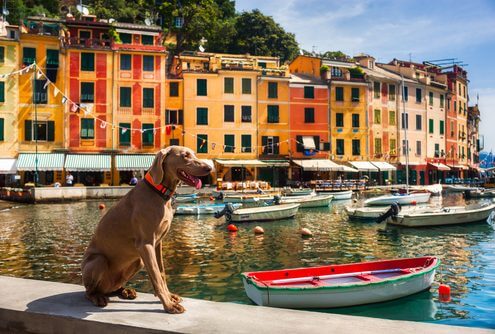 traveling with dogs in the summer