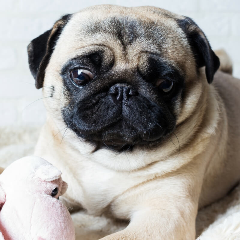 Caring for Senior Dogs Pug Edition DGP For Pets