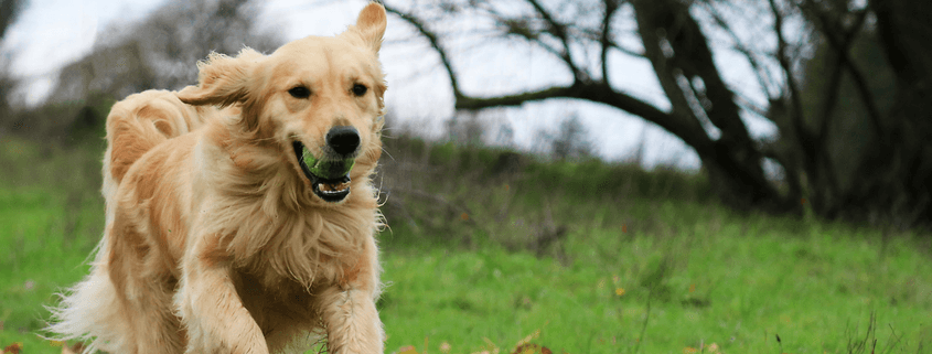 About DGP for Pets