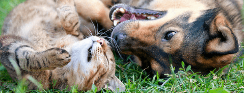 charitable partner