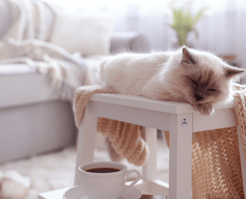 senior cat adoption