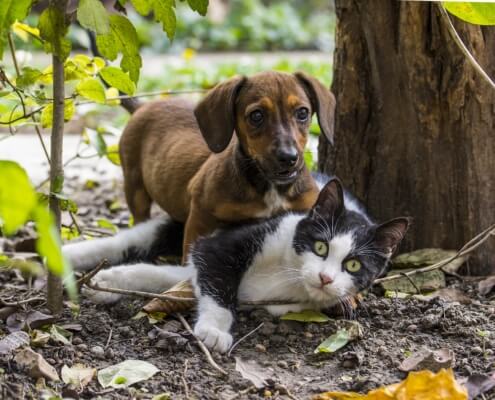 How to Prepare for Your First Pet