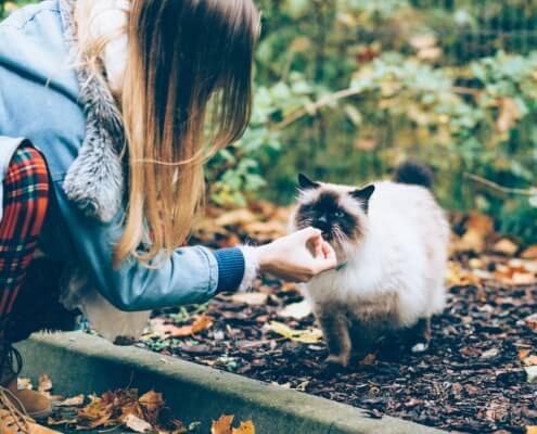 cat care