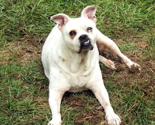 How to Care for Specially Abled Pets