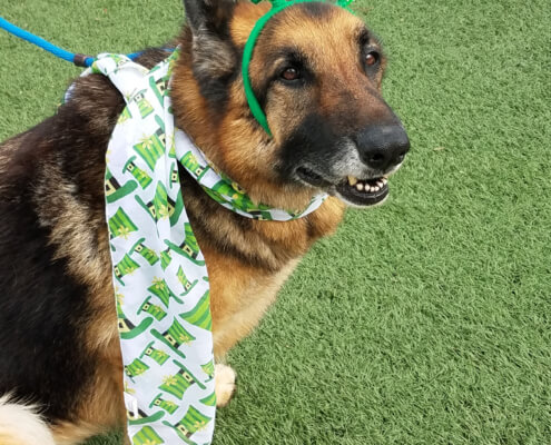 Annie October 2018 Dog of Month