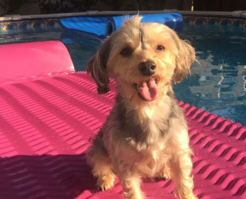 dixie december 2018 dog of the month