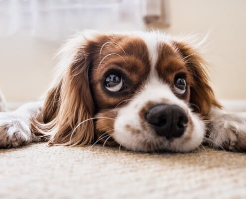 canine massage therapy