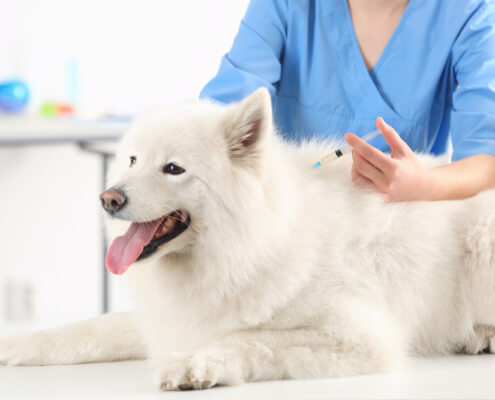 guide to dog vaccinations