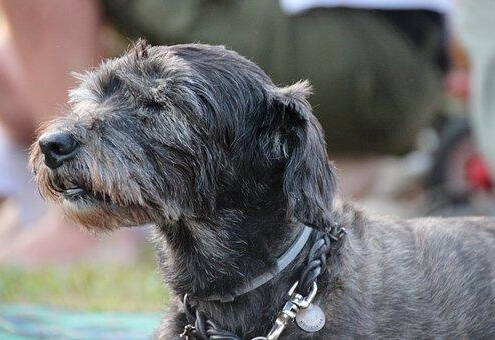 tips and advice for first time dog owners