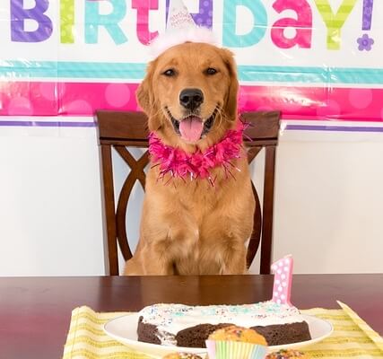 5 Preventative Health Measures to Help your Dog Live Longer