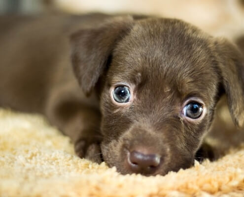 raise fit and healthy dogs