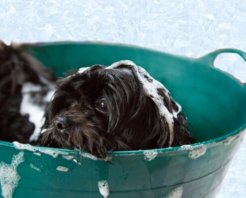 dog grooming