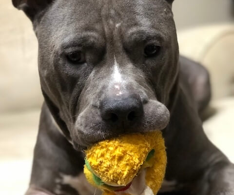 Hammy DGP Dog of the Month 2019