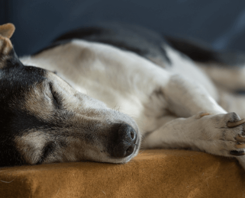 aging pets