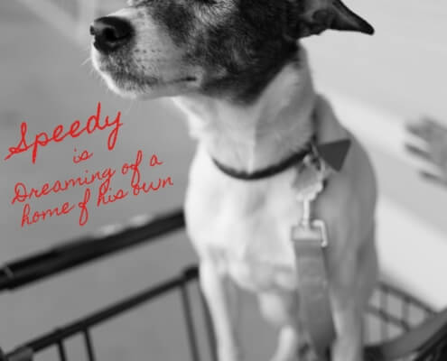 Speedy the jack russell terrier
