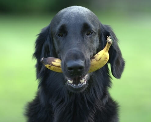 benefits of banana for dogs