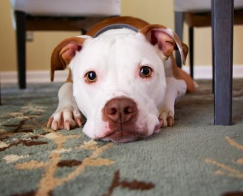 emotional support dog