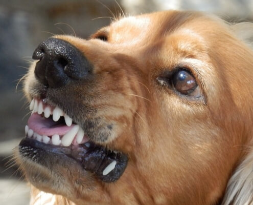dog to dog aggression