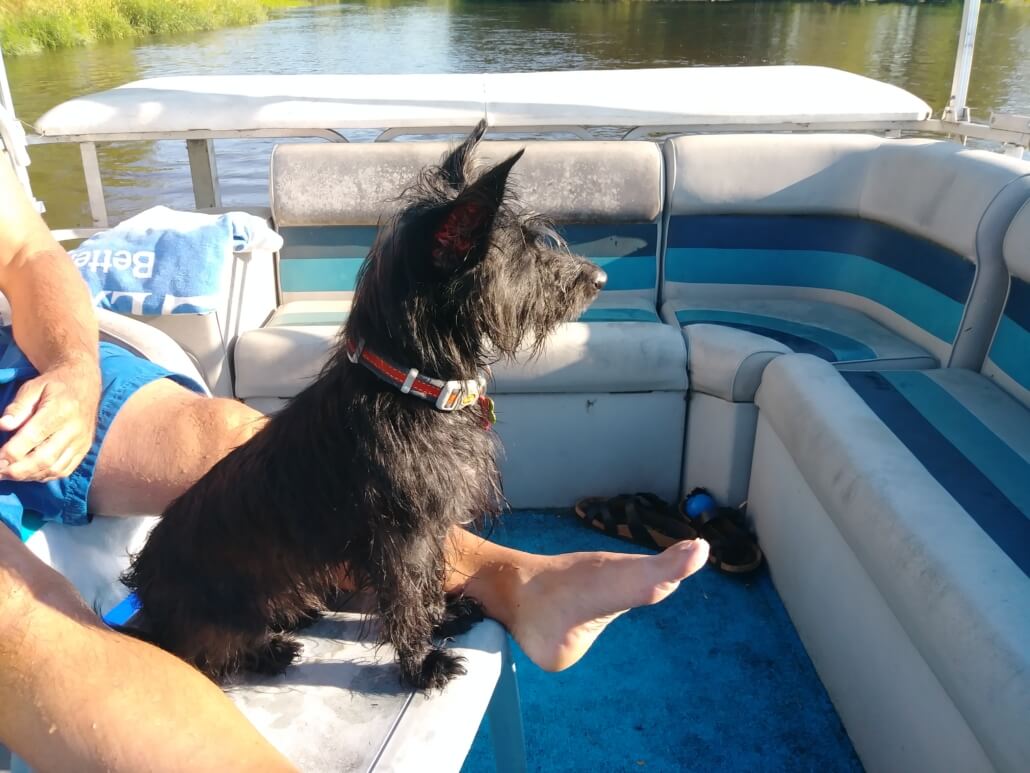 woody april 2019 dog of the month