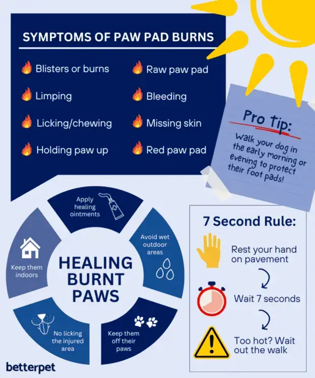 How to treat burned dog paws DGP For Pets